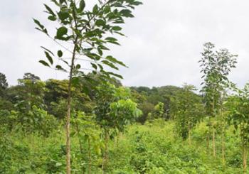 bomen batimont